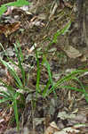 Thinfruit sedge